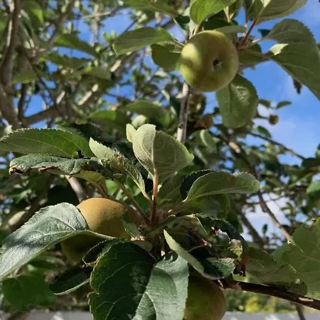 Casa Kika Pereira, Ganzes Haus Bis 11 Personen * 劳林哈